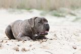 CANE CORSO 543